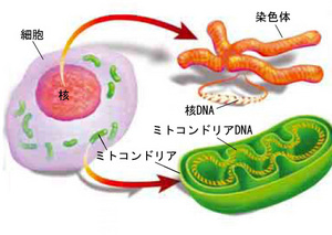 mtDNA1-thumb.jpg